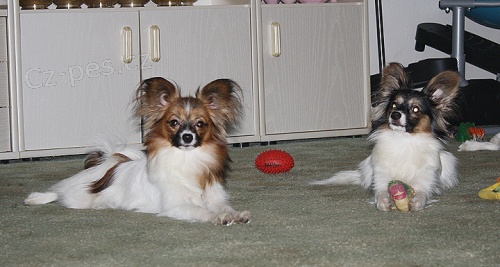 Papillon - �t���tka s PP