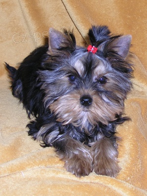 �t��ata jork��ra