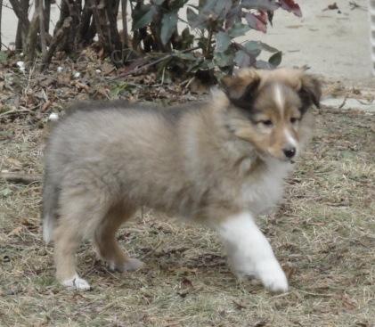 Sheltie zlat� barvy