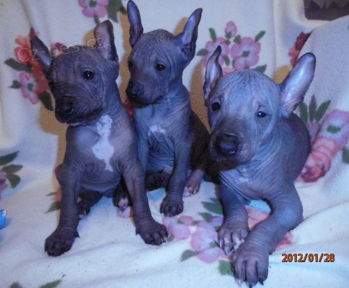 Peru�nsk� nah��-