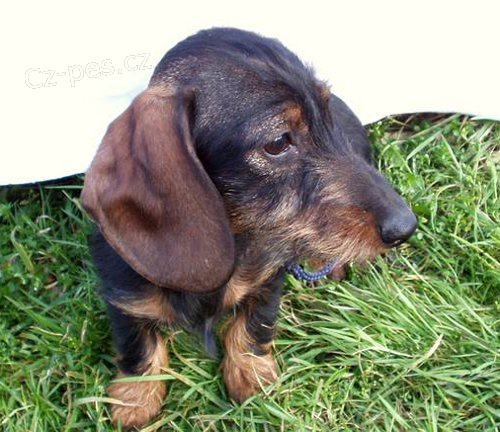 2 fenky jezev��ka