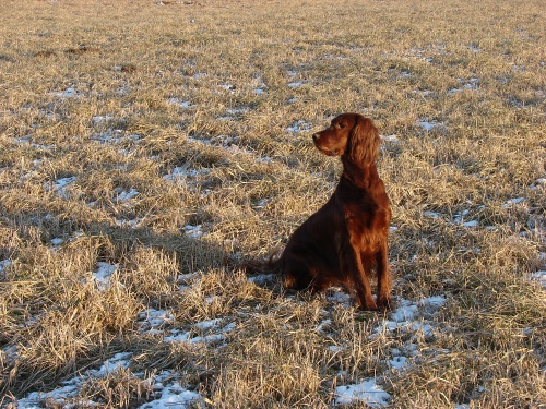 Irsk� setr -�t��ata zad�m