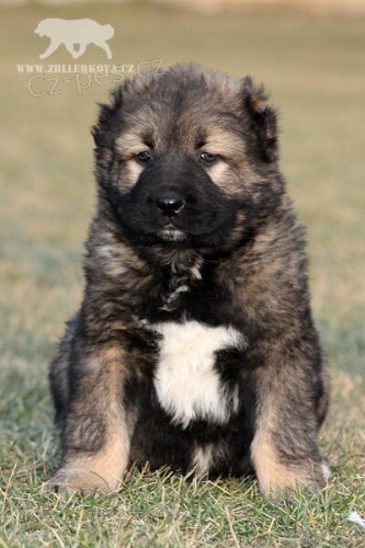 Kavkazsk� pasteveck� pes