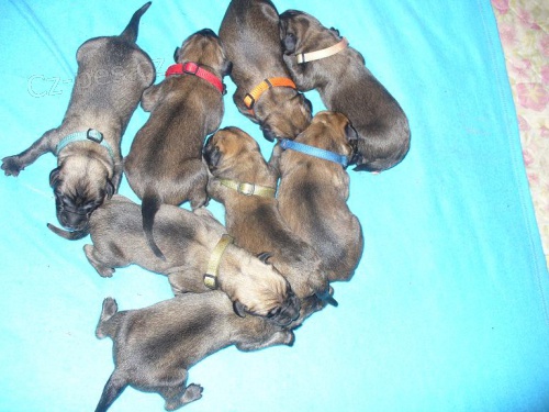 �t��ata anglick� mastif