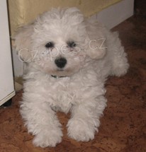 �t���tka bi�onka s PP