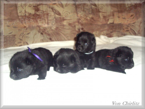 Prod�m �t���tka �iperky