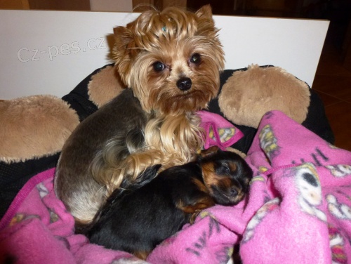 Jork��rsk� teri�r s PP � �t���tko