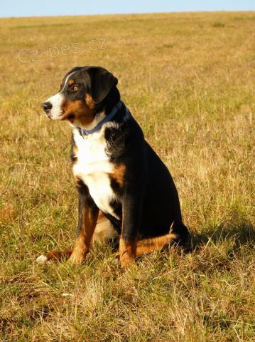 Appenzellsk� sala�nick� pes