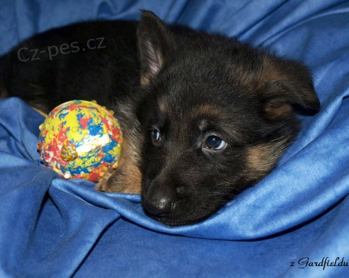 N�meck� ov��k - �t���tka s PP