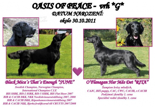 Flat Coated Retriever �t�n� fene�ky k odb�ru