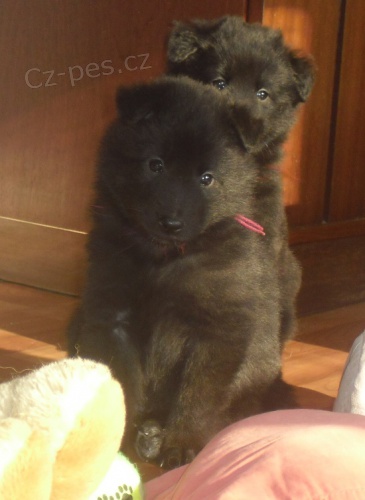 zad�me �t���tka