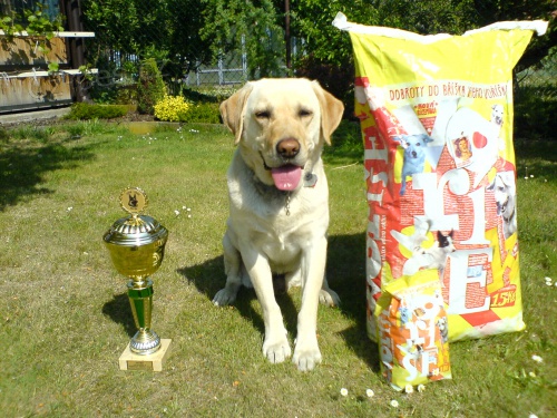 Labradorsk� retr�vr ke kryt�