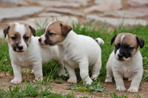 Jack Russell teri�r