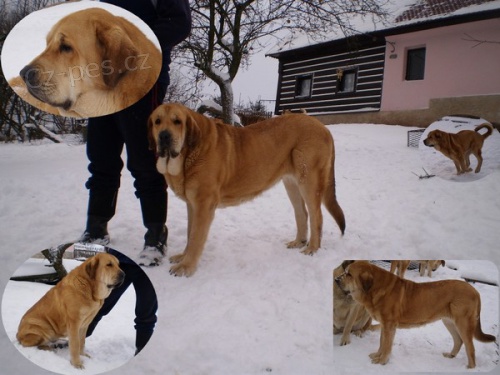 �pan�lsk� Mastin/Mastin Espa�ol-o�ek�v�me �t���tka bez PP-rodi�e s PP