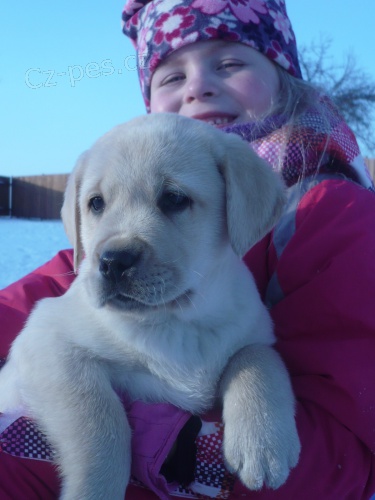 Labradorsk� retr�vr s PP-�lut� ��.