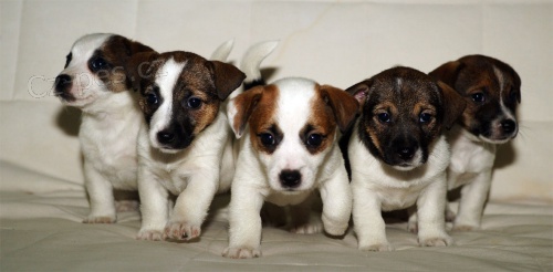 �t��ata jack russell teriera s PP