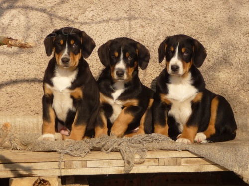 Entlebu�sk� sala�nick� pes