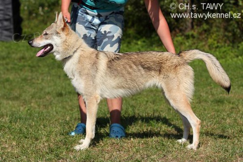 �eskoslovensk� vl��k s PP