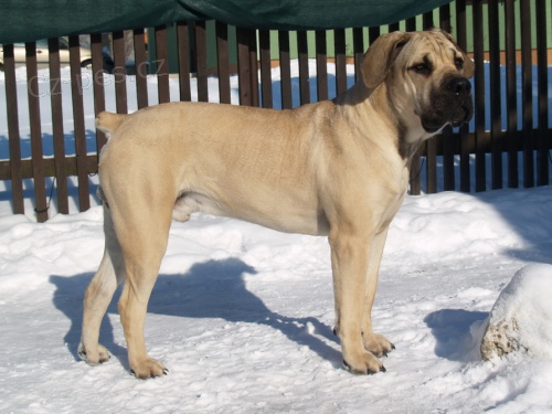 Boerboel �t�n� - kr�sn� 8m�s pejsek