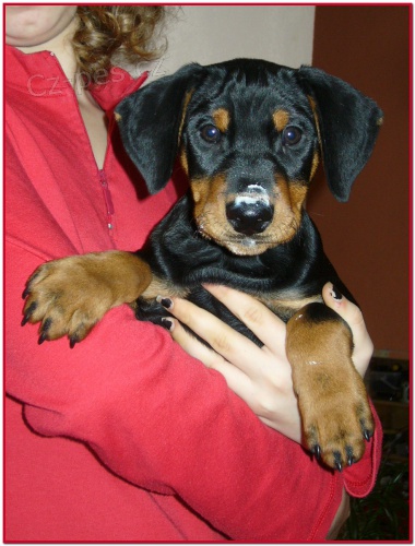 N�meck� pin� s PP