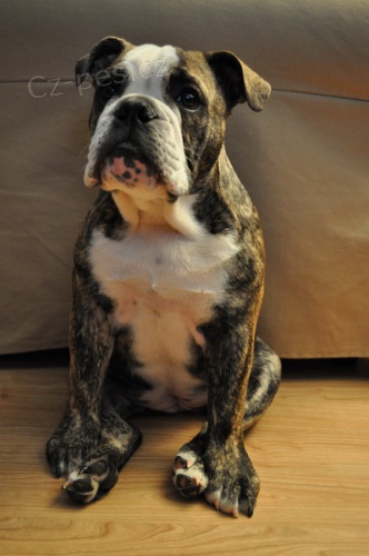 Hled�m buldo��ho kamar�da