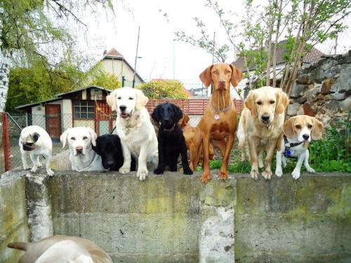 Ps� �kolka Happy Dog- Mod�any - Po�ernice