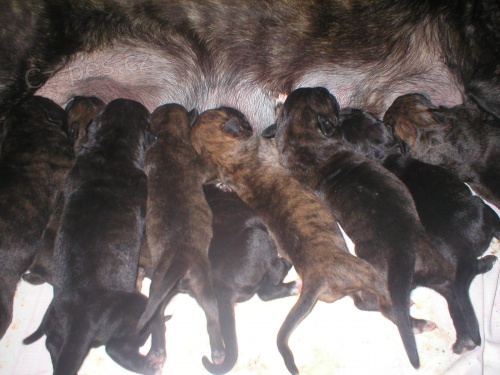 Vz�cn� plemeno Dogo Canario nov� krev