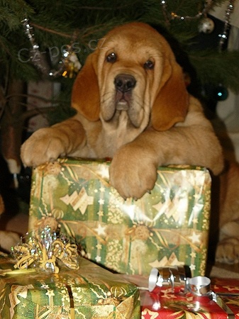 �pan�lsk� mastin - �t��ata s PP