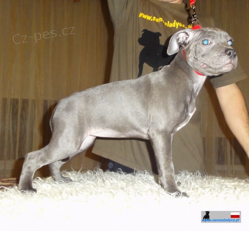 Staford��rsk� bulteri�r Staffordshire Bull Terrier