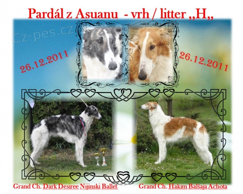 Barzoj ( Rusk� chrt ) - �te�ata