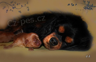 Kaval�r King Charles �pan�l