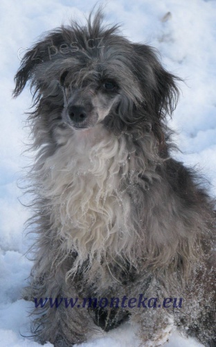 ��nsk� chocholat� pes