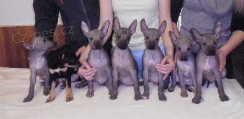 Peru�nsk� nah��