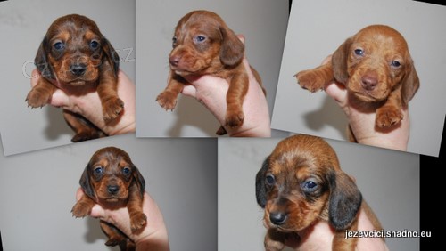 Hladkosrst� jezev��k