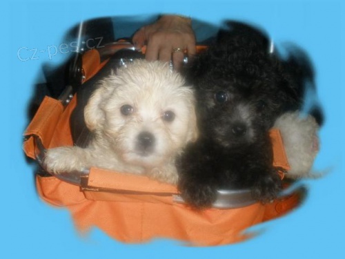 Bolo�sk� ps�k a Bolo�sk� ps�k barevn� s PP