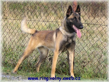 Belgick� ov��k malinois
