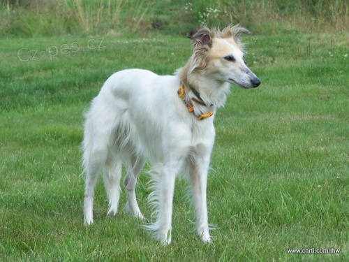 Dlouhosrst� vipet / Silken windsprite / Longhaired whippet