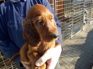 Irsk� setr - �t���tko s PP