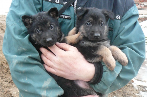 N�meck� ov��k-�t��ata bez PP