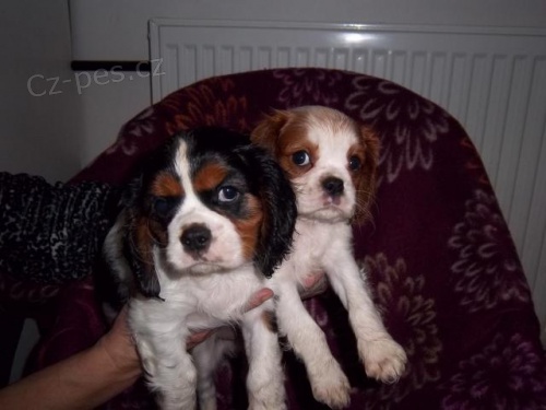 Kaval�r king charles �pan�l