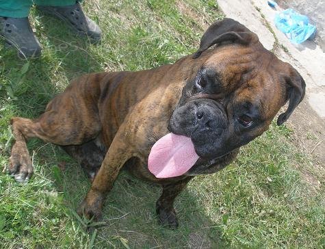 N�meck� boxer ke kryt� - ��han�