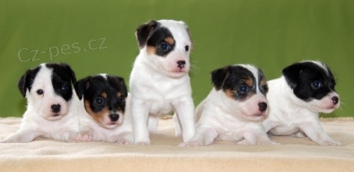 Parson Russell teri�r