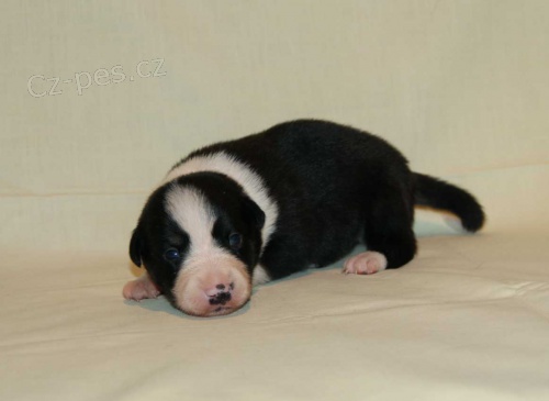 �t��ata border collie s PP na pasen� a sport