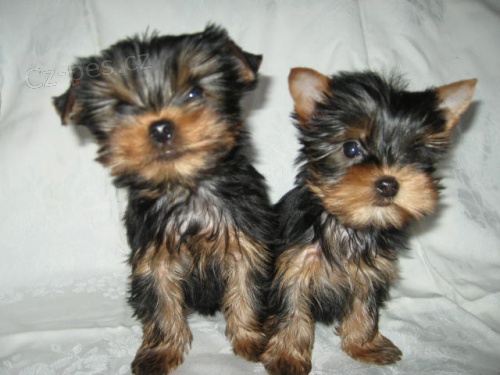 Jork��rsk� teri�r