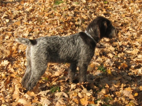 Prod�m fenu �esk�ho fouska s PP