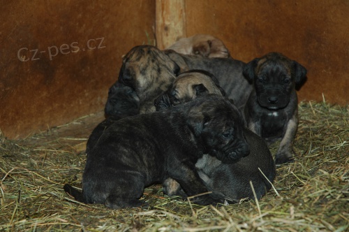Prod�m �t��ata Kan�rsk� doga - Presa Canario (Dogo Canario)