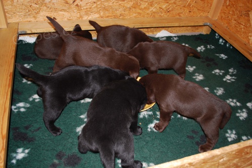 labrador retriever �t��ata