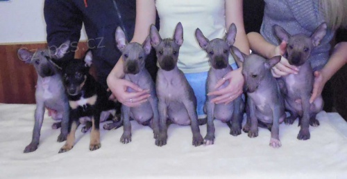 Peru�nsk� nah��