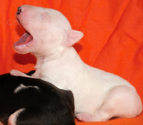 �t��ata bullteriera prodej