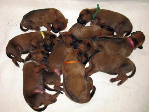 Rhod�sk� ridgeback - �t���tka s PP